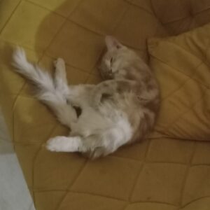 گربه نارنجی پسر ۴ ساله