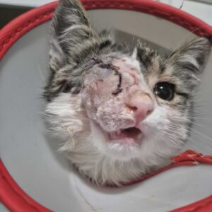 واگذاری بچه گربه تک چشمی که همیشه کوچولو میمونه!