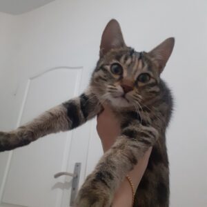 بچه گربه ناز