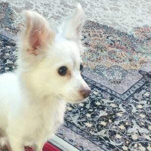 واگذاری سگ نر