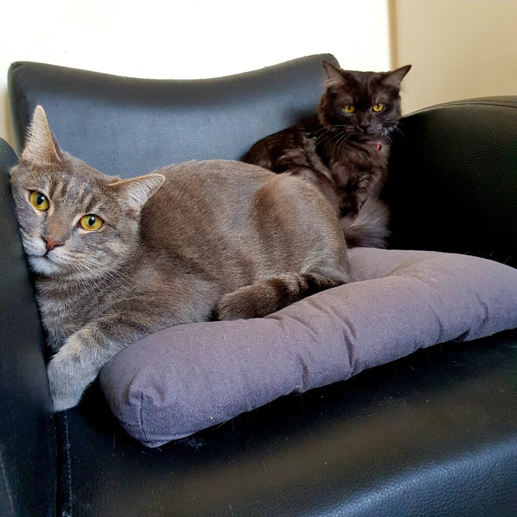 واگذاری گربه