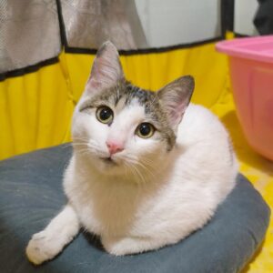 نیکی خانم 5 ماهه