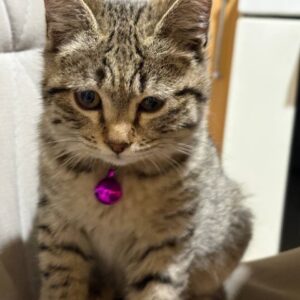 واگذاری دلبر