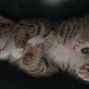 واگذاری گربه DSH بامزه و مهربون