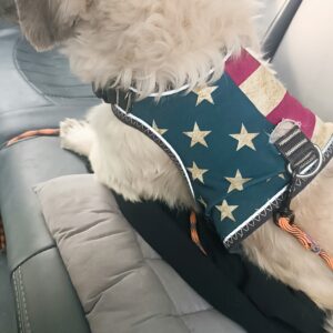 واگذار نمیکنم. دنبال سرپرستشم