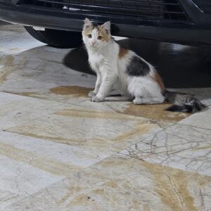 گربه مو بلند لوس