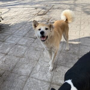 واگذاری رایگان آکیتا ژاپنی ماده عقیم شده