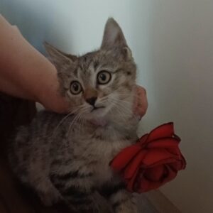 واگذاری بچه گربه نر dsh