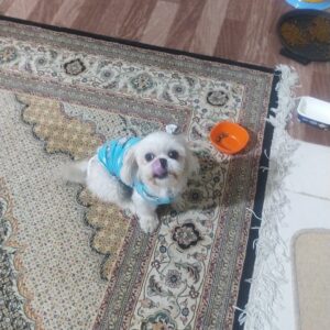 شیتزو فلت مینیاتوری اصل