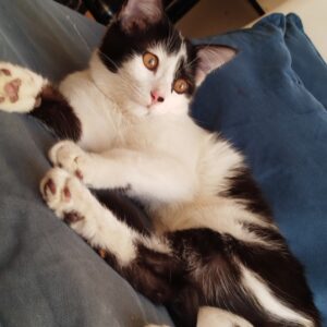 گربه ماده چهار ماهه آروم