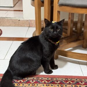 گربه سیاه گمشده حوالی سهروردی اندیشه