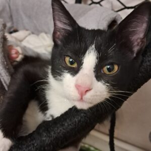 واگذاری دو تا بچه گربه نژاد dsh