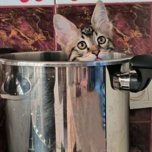 آقا میکو ۴ ماهه