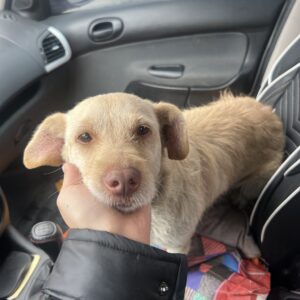 سگ پاکوتاه سفید طلایی