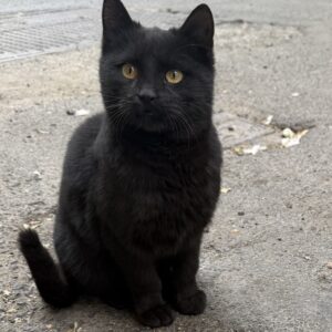 گربه سه ماههه خیلی مهربون