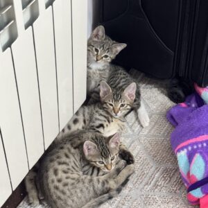 واگذاری سه تا گربه و یا تنها سه ماهه واکسن زده