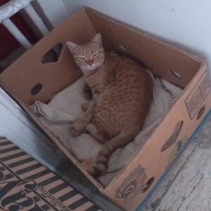 واگذاری فوری یه نارنجی باهوش