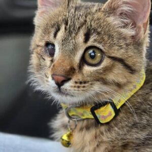 گربه DSH سه ماهه