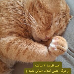 گربه گارفیلدی نر