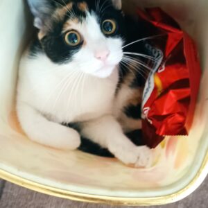 گربه ماده گمشده-آستانه اشرفیه