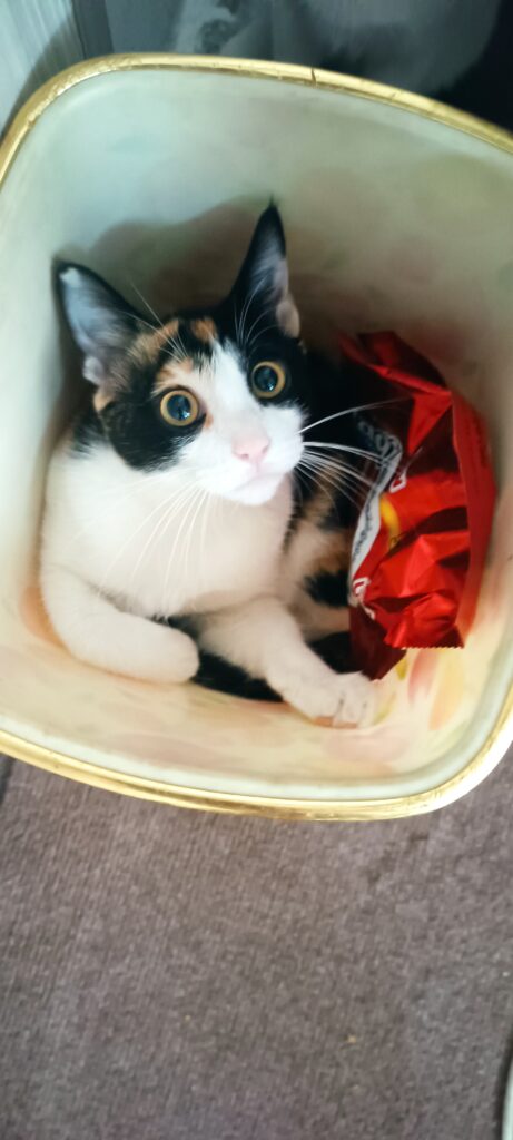 گربه ماده گمشده-آستانه اشرفیه