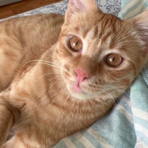 طلا پسر ۶ماهه آرام بعلی سلامت واکسینه بسیار زیبا