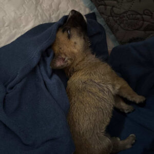 واگذاری توله بومی دوهفته ای