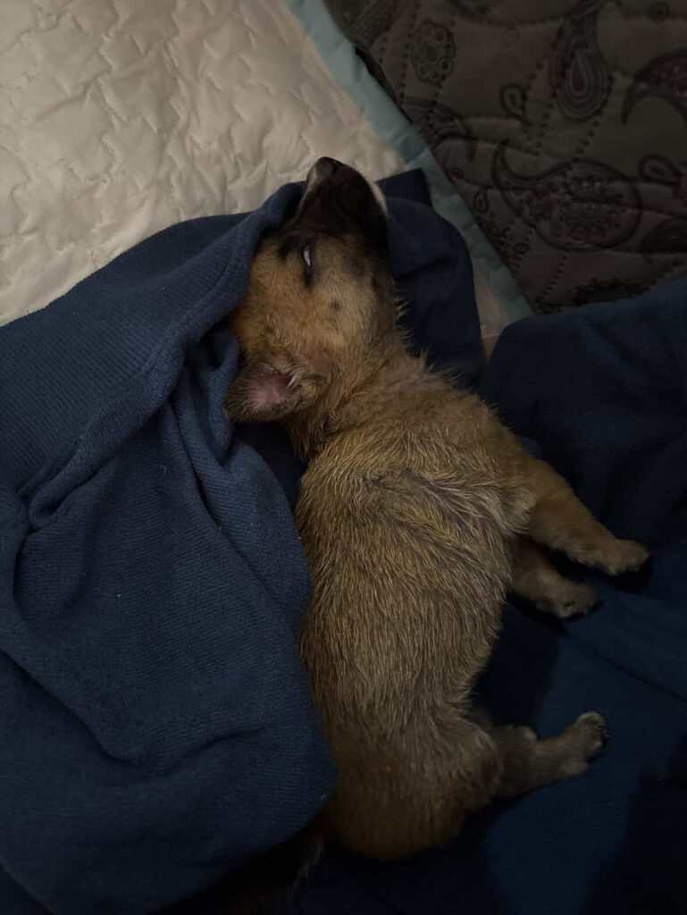 واگذاری توله بومی دوهفته ای