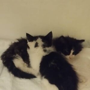 سرپرستی گربه دو ماهه