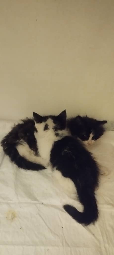 سرپرستی گربه دو ماهه