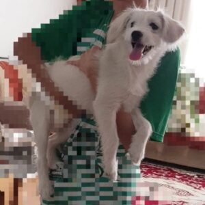 برفی سگ خوشگل و بامزه