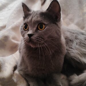 واگذاری بریتیش اسکاتیش ۱ ساله ماده بلو