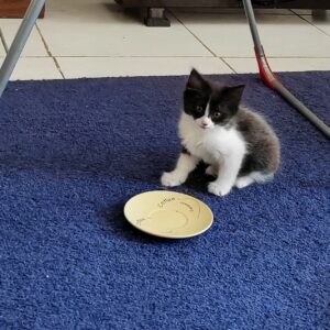 واگذاری بچه گربه دو ماهه