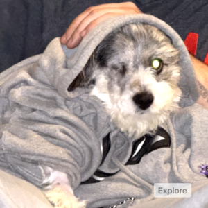 پاپیتیز (مالتیز و پاپیلون)