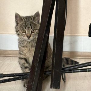 بچه گربه خوشگل DSH