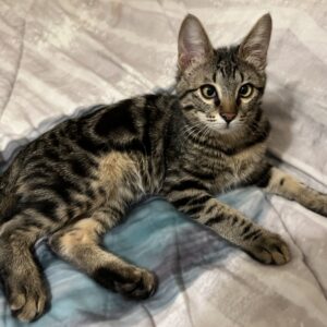 دِنا پسر ۴ماهه مهربون و بازیگوش