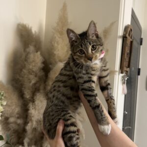 گربه DSH بازیگوش و بغلی