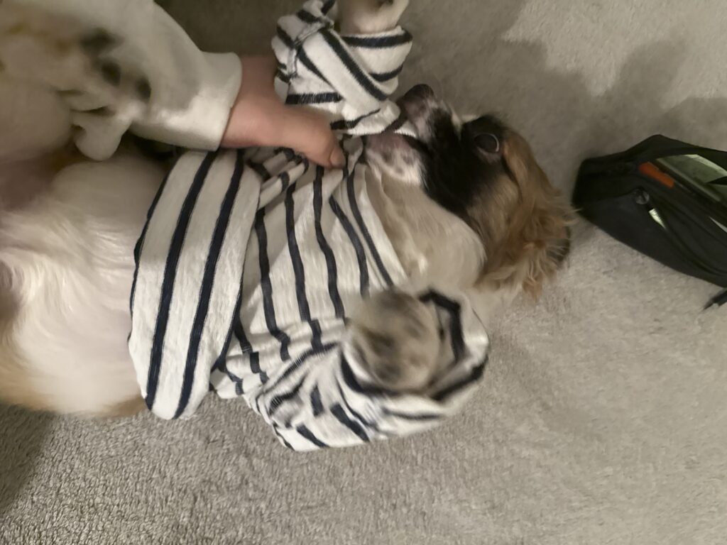 واگذاری سگ اپارتمانی