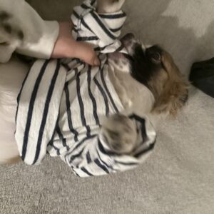 واگذاری سگ اپارتمانی