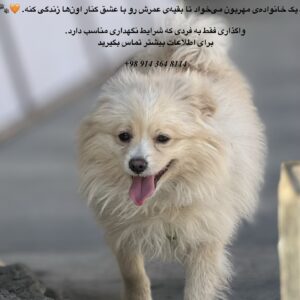 واگذاری رایگان پامرین