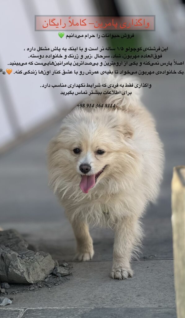واگذاری رایگان پامرین