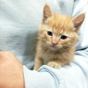 پیشی نارنجی