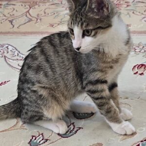 بچه گربه ۴ ماهه خوش اخلاق و ملوس