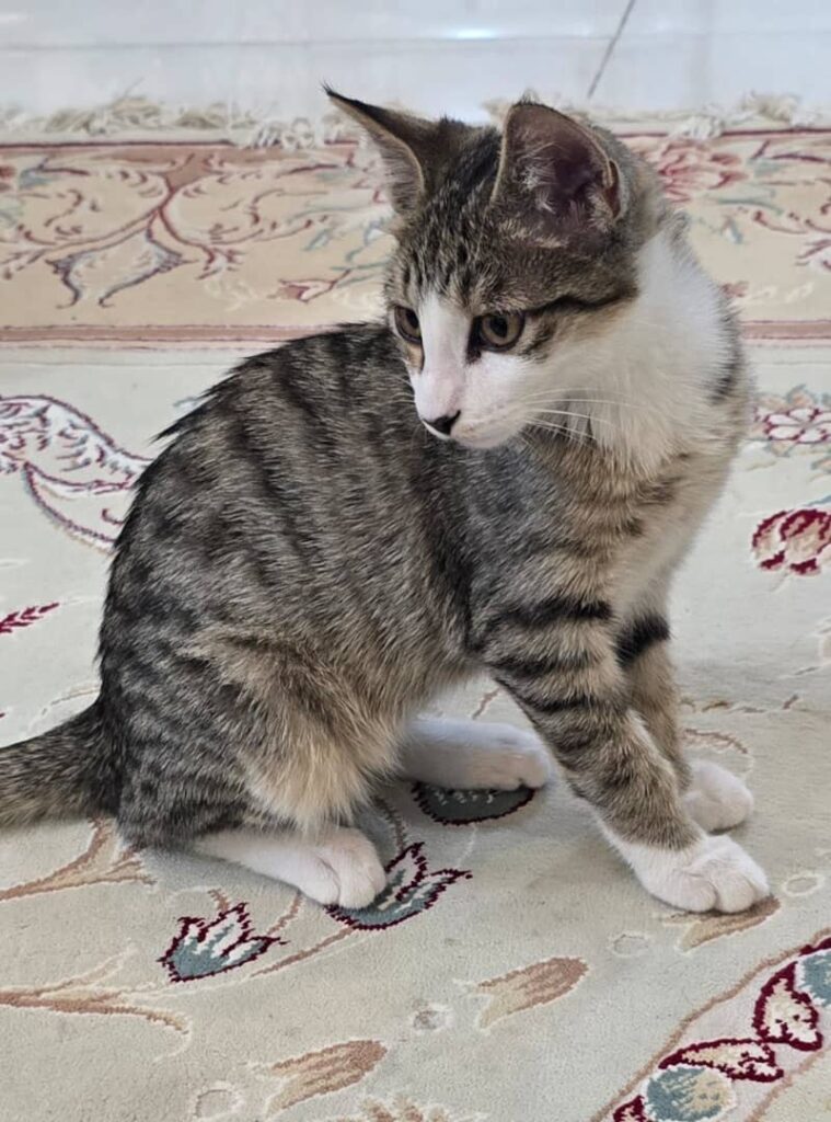 بچه گربه ۴ ماهه خوش اخلاق و ملوس