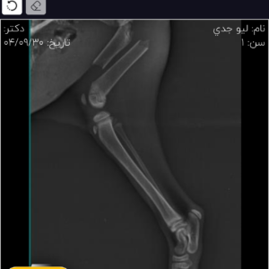گربه بيچاره