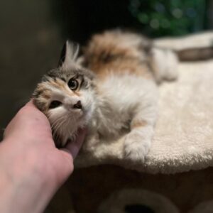 واگذاری گربه ماده کالیکو لانگ هیر