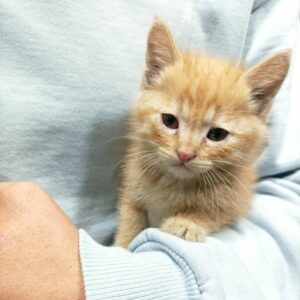 پیشی نارنجی