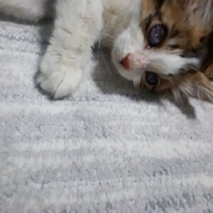 بچه گربه مو بلند و کم بینا