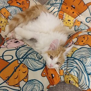 واگذاری بچه. گربه