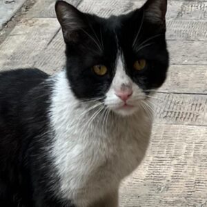 نیازمند حامی